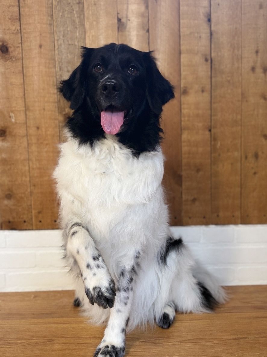 Zwart-witte hond die zijn poot geeft, tegen de houten wand van de salon