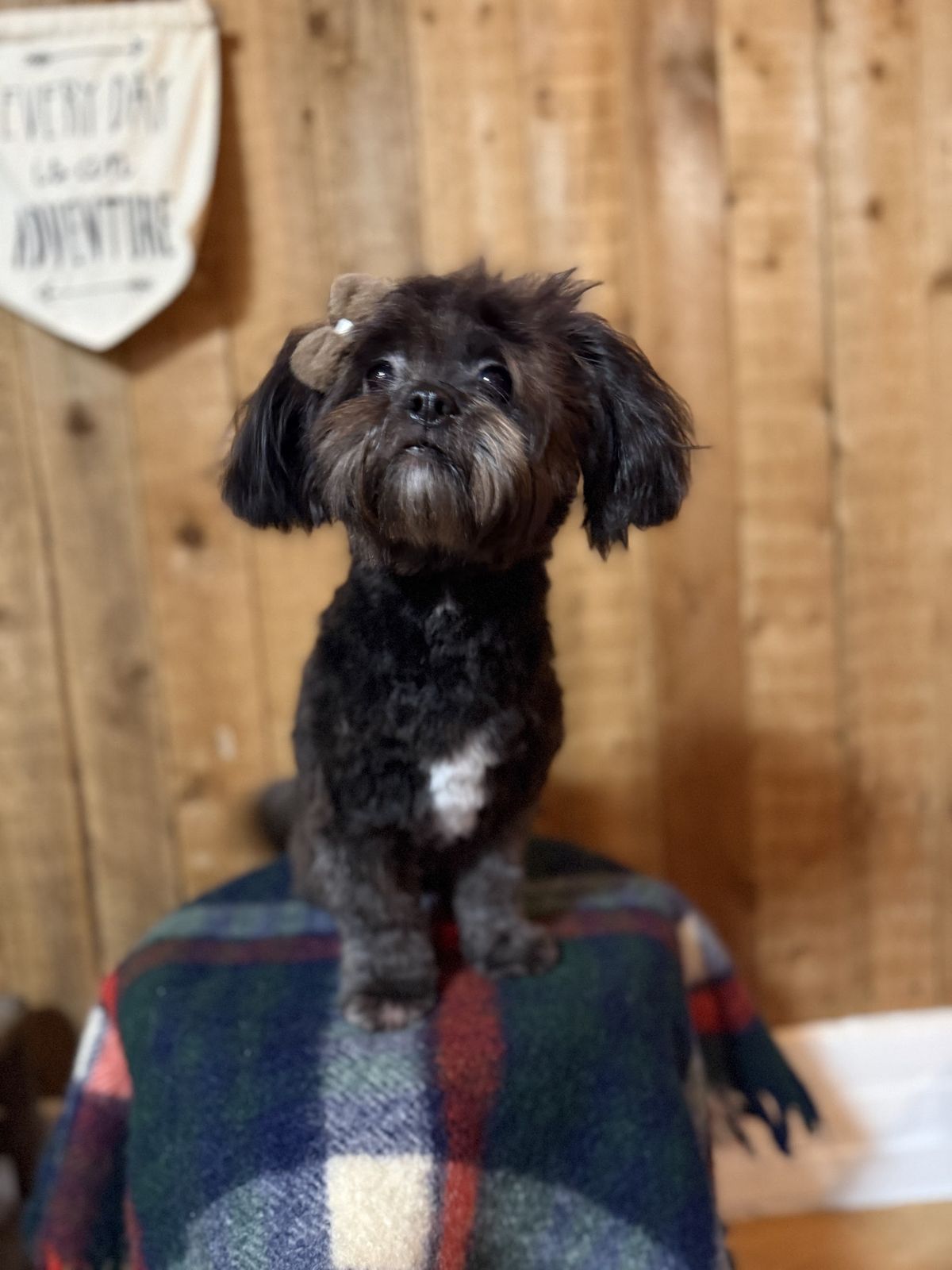 Klein zwart hondje met een strikje, net getrimd, op een geruite deken in de salon