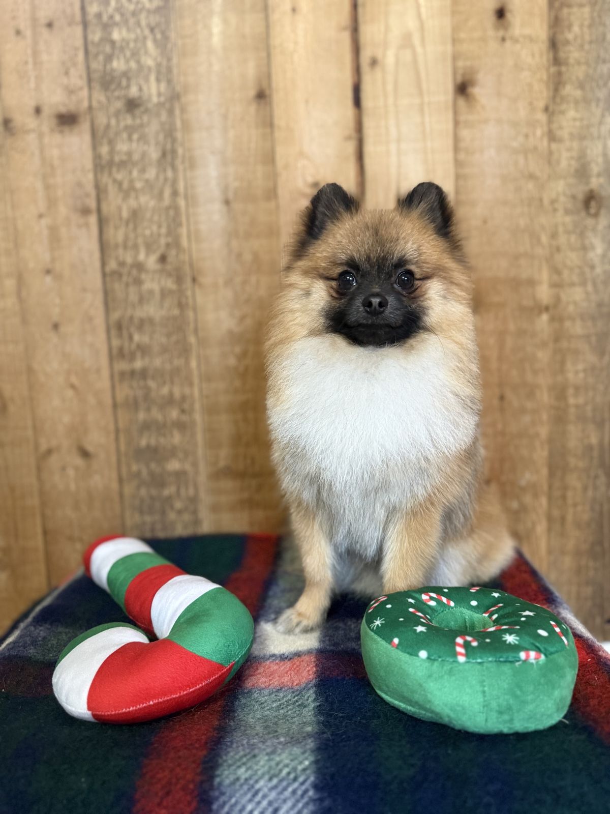 Pluizig hondje op een geruite deken, met kerstspeeltjes naast zich