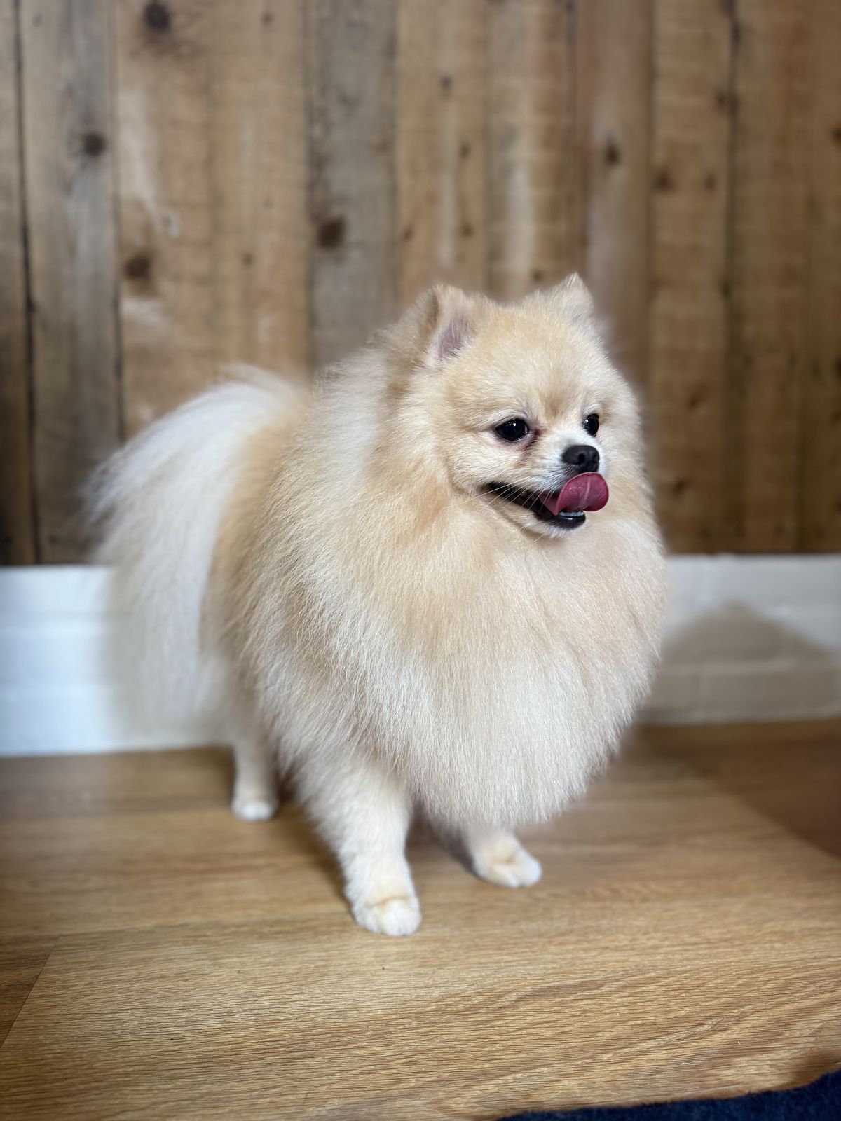 Crèmekleurig pluizig hondje in profiel, tong uit, tegen de houten wand