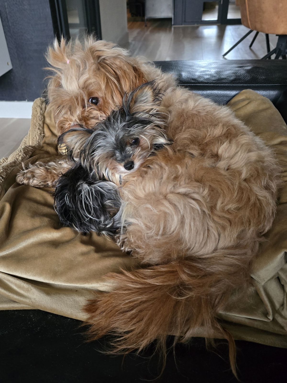 Foto van Flora's twee hondjes, door haar zelf op Google gezet