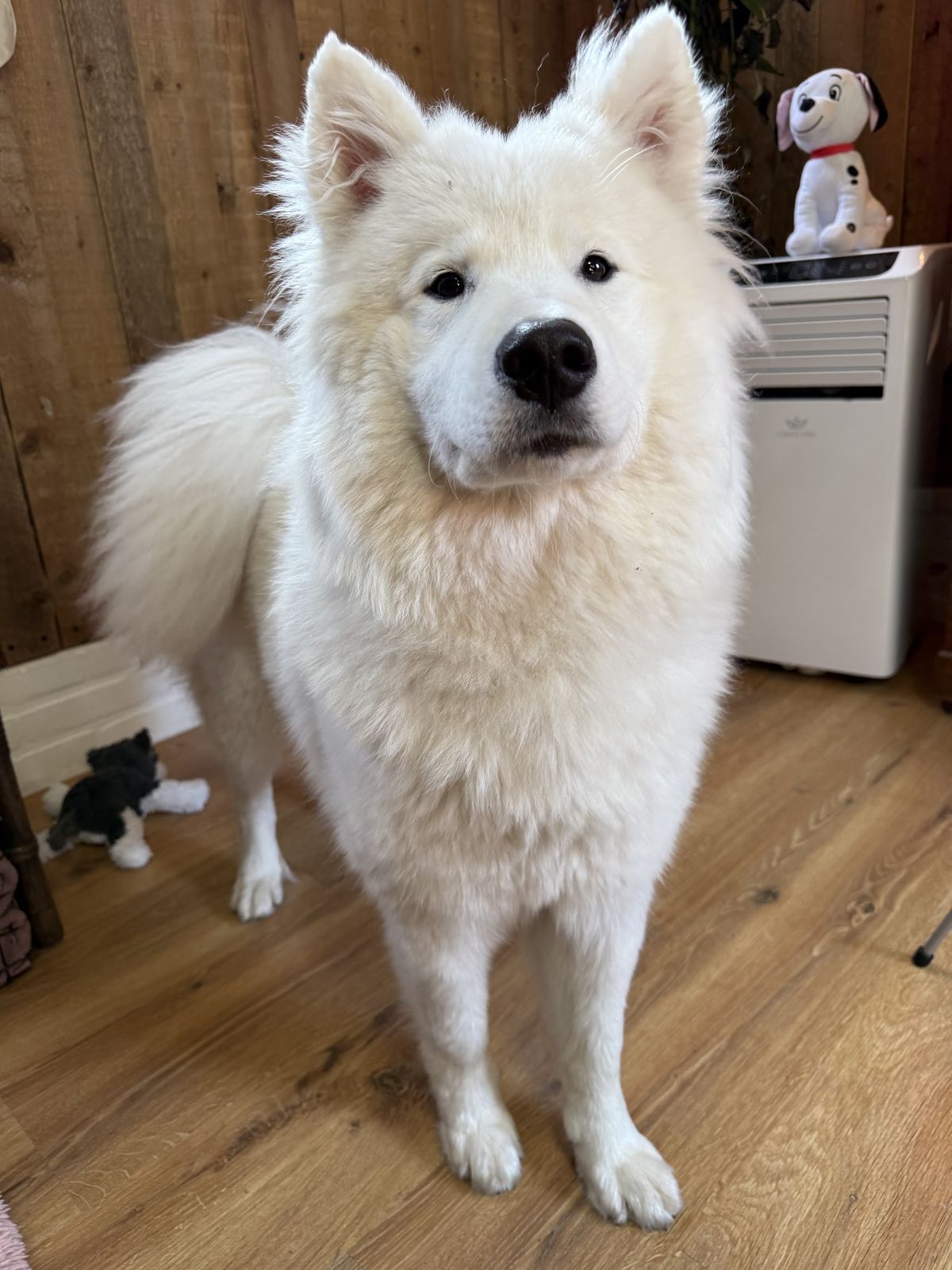 Grote witte pluizige hond, net verzorgd, staand in de salon